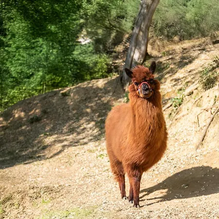 Daire Alpaca