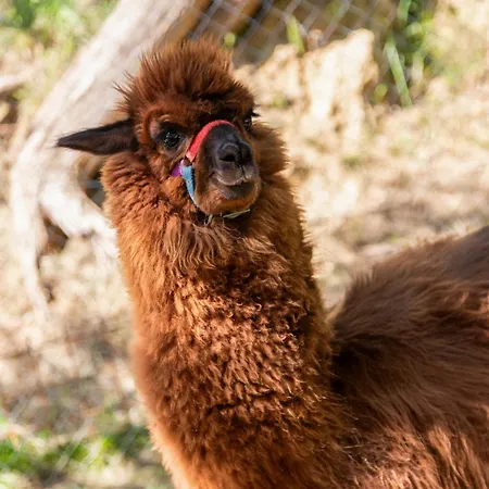 Daire Alpaca