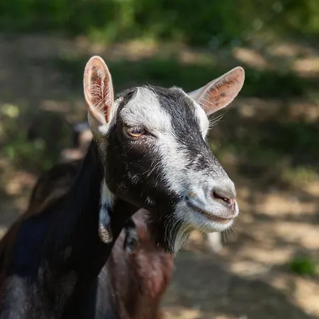 Daire Alpaca *