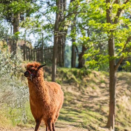 Alpaca *